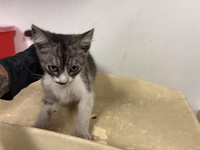 Adoptable Cat