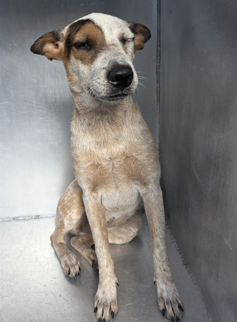 Adoptable Dog
