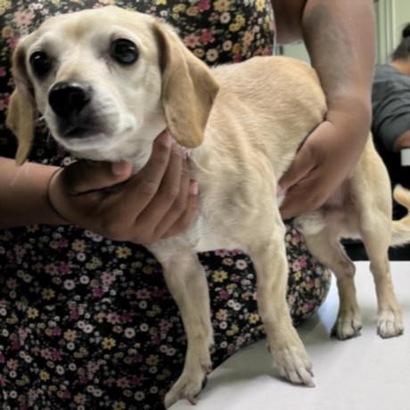 Adoptable Dog