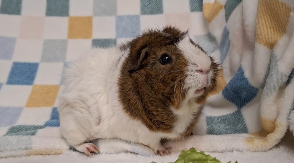 Chocolate Chip