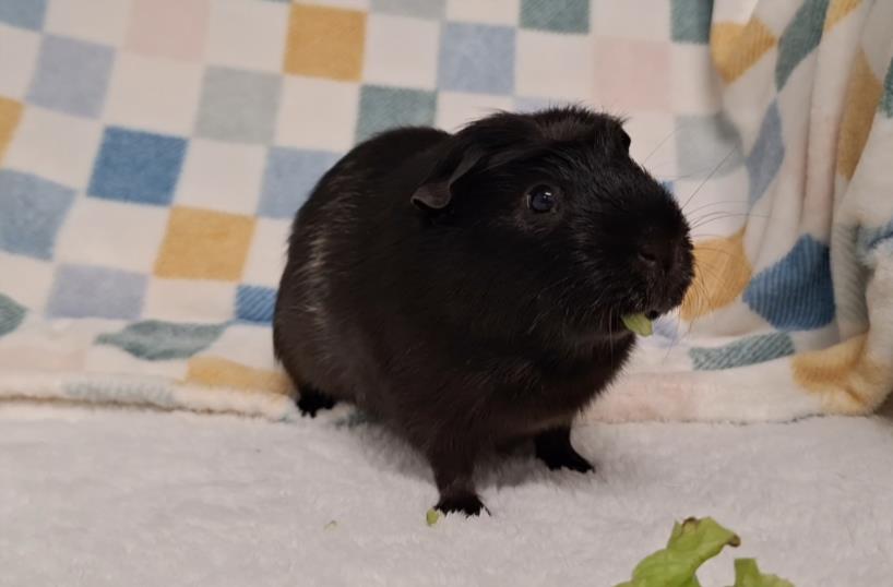 Clarence