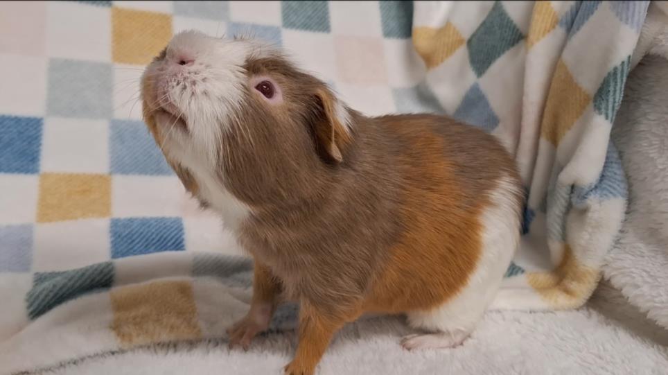 Gilbert
