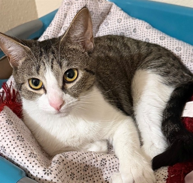 Adoptable Cat