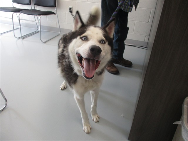 Adoptable Dog