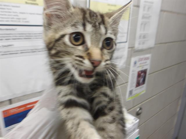 Adoptable Cat