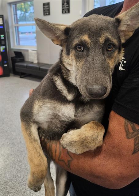 Adoptable Dog