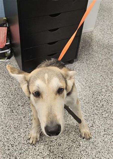 Adoptable Dog