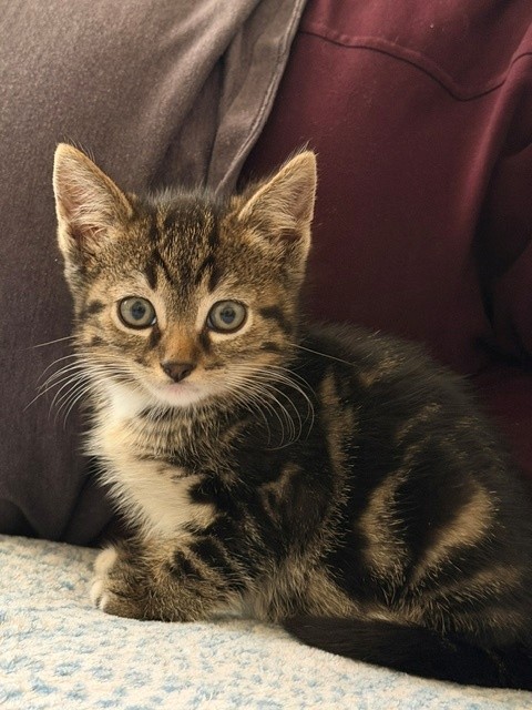 Lubu
