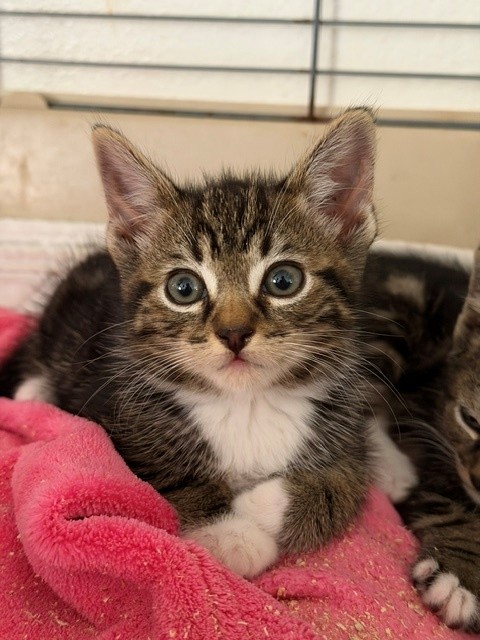 Bubu
