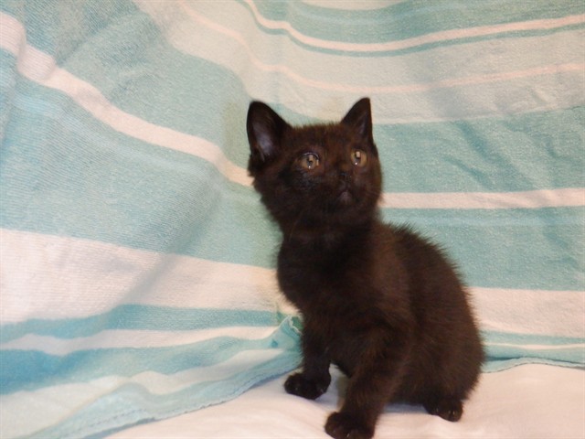 Timmy