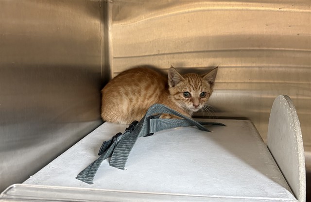 Adoptable Cat