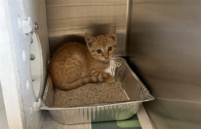 Adoptable Cat