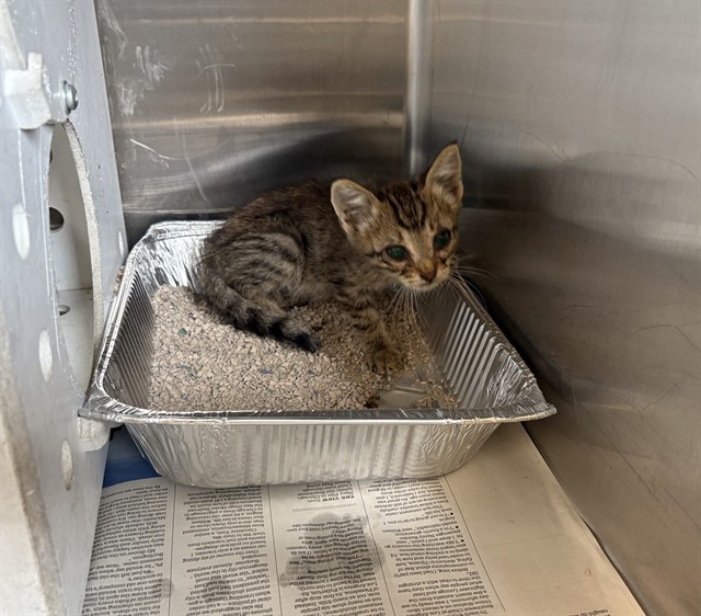 Adoptable Cat