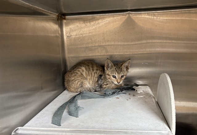 Adoptable Cat