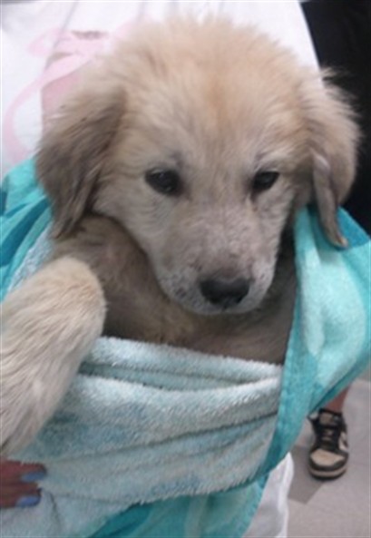 Adoptable Dog