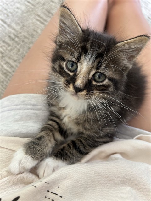 Mochi