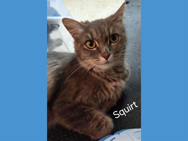 Squirt