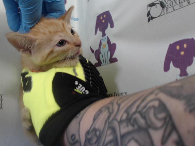 Adoptable Cat