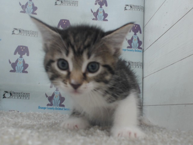 Adoptable Cat
