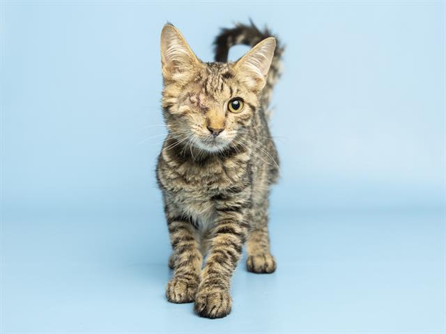 Mau
