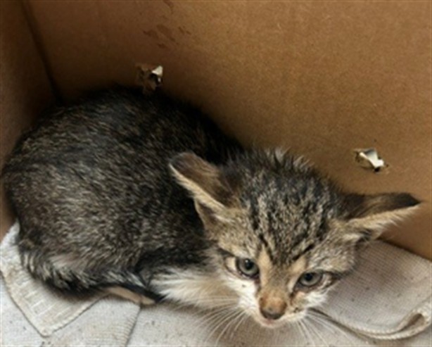 Adoptable Cat