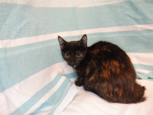 Tootie