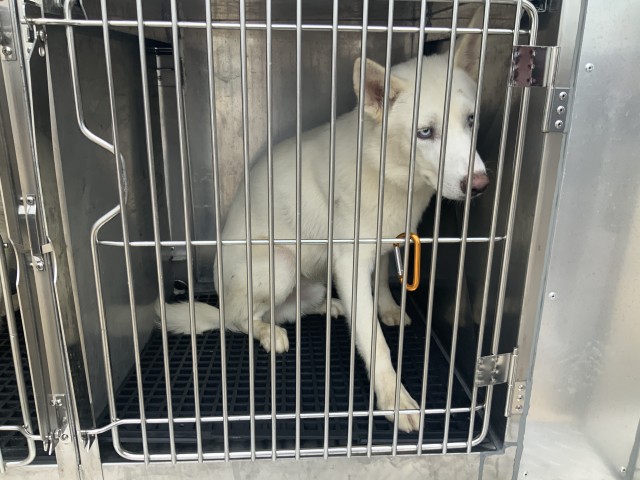 Adoptable Dog