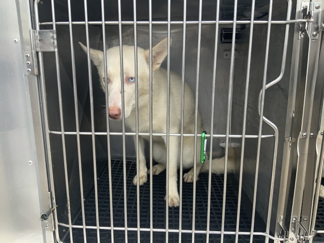Adoptable Dog