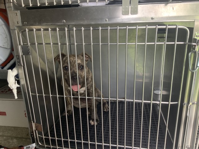 Adoptable Dog