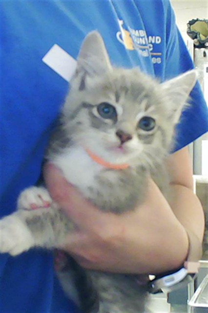 Adoptable Cat