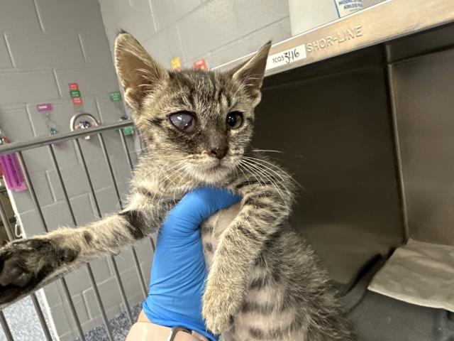 Adoptable Cat