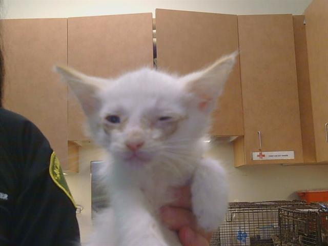 Adoptable Cat