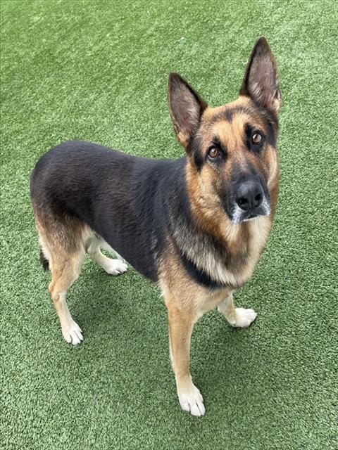 Adoptable Dog