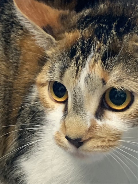 Callie