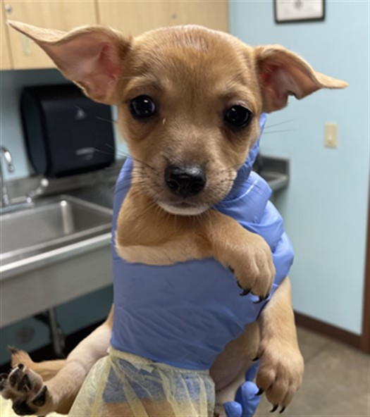 Pip