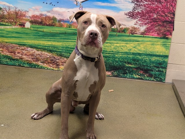 Adoptable Dog