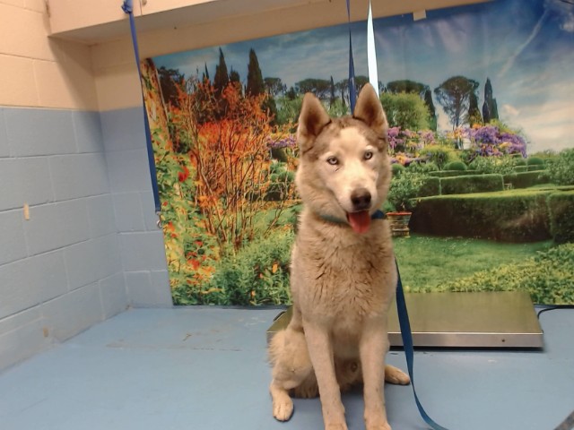 Adoptable Dog