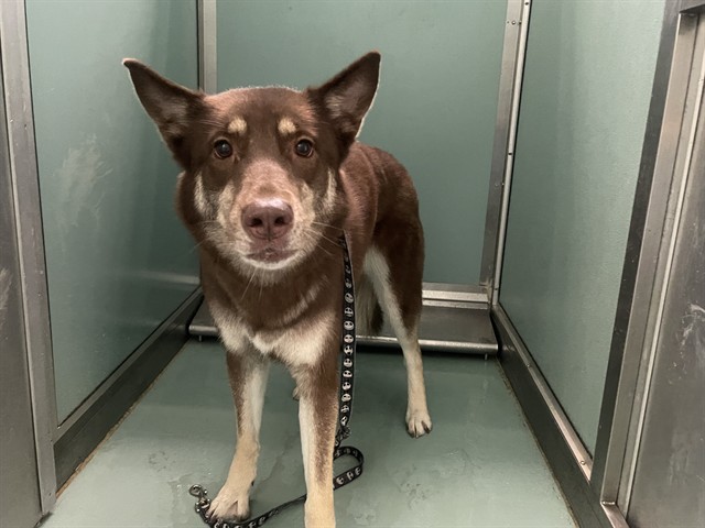 Adoptable Dog