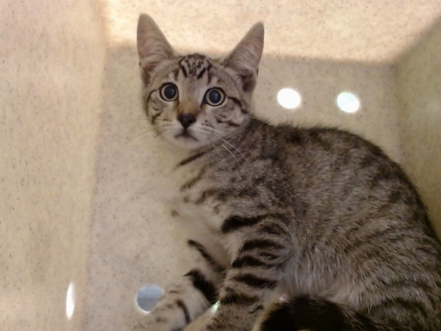 Adoptable Cat