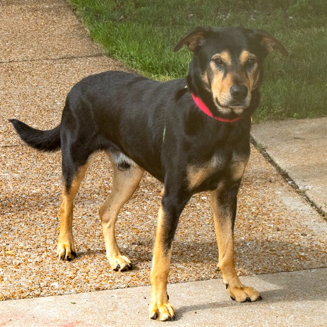 Captain Hook