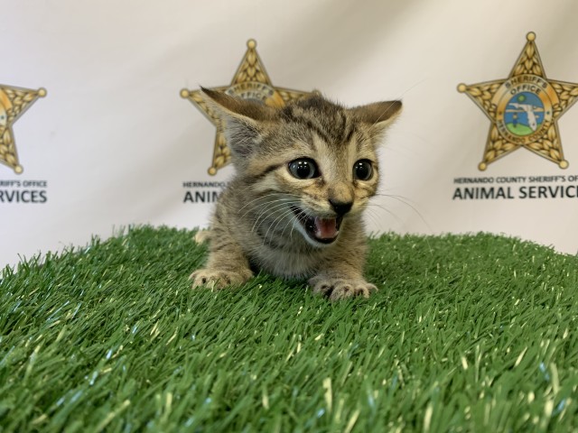 Coyote