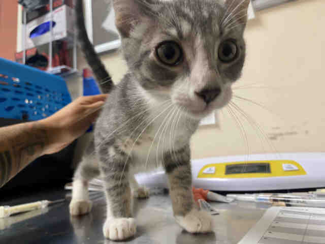Adoptable Cat