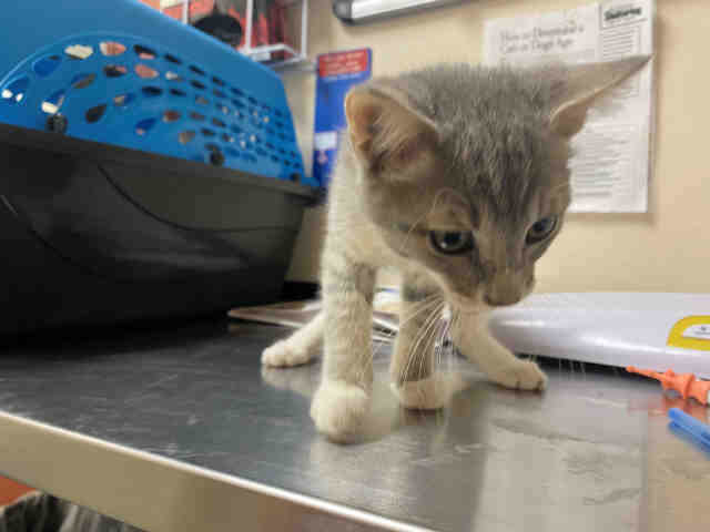 Adoptable Cat