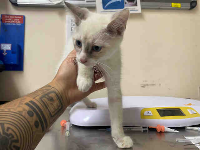 Adoptable Cat
