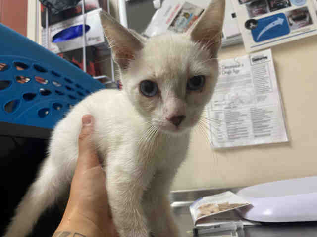 Adoptable Cat