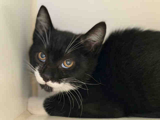 Tux