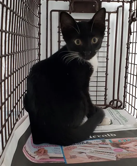 Adoptable Cat