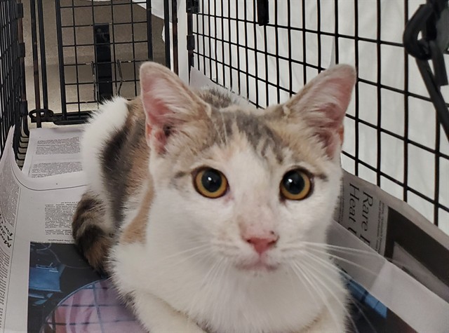 Adoptable Cat