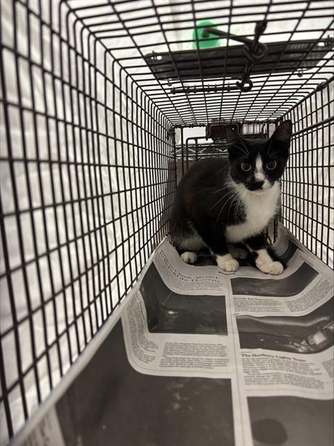 Adoptable Cat