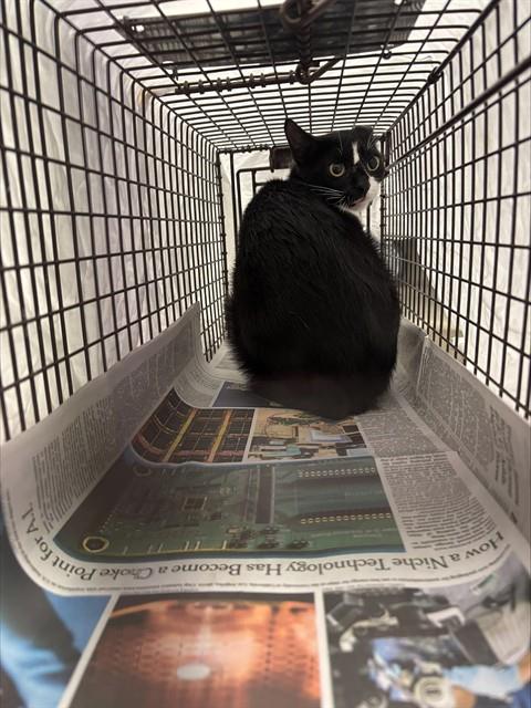 Adoptable Cat